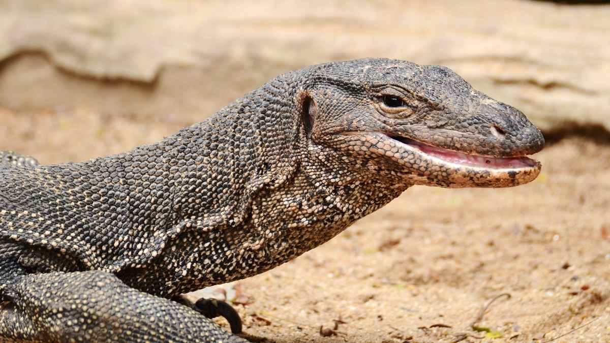 The Best Monitor Lizards For Pets Our Guide Reptile Focus