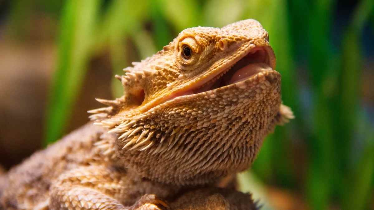 Funny, Unique, and Common Bearded Dragon Names - Our Guide - Reptile Focus