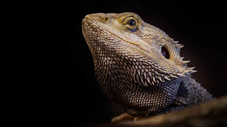 The 11 Best Lizards For Beginners: A Complete Guide - Reptile Focus