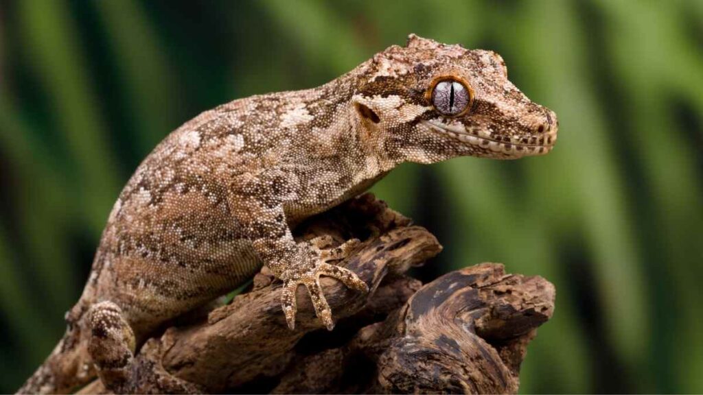 Gargoyle Gecko in the wild