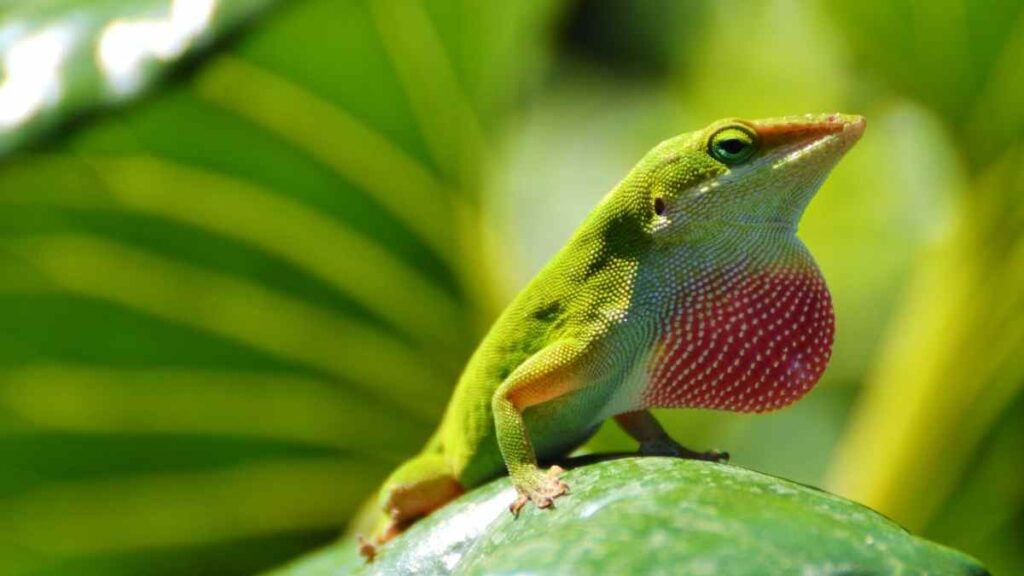 Green anole