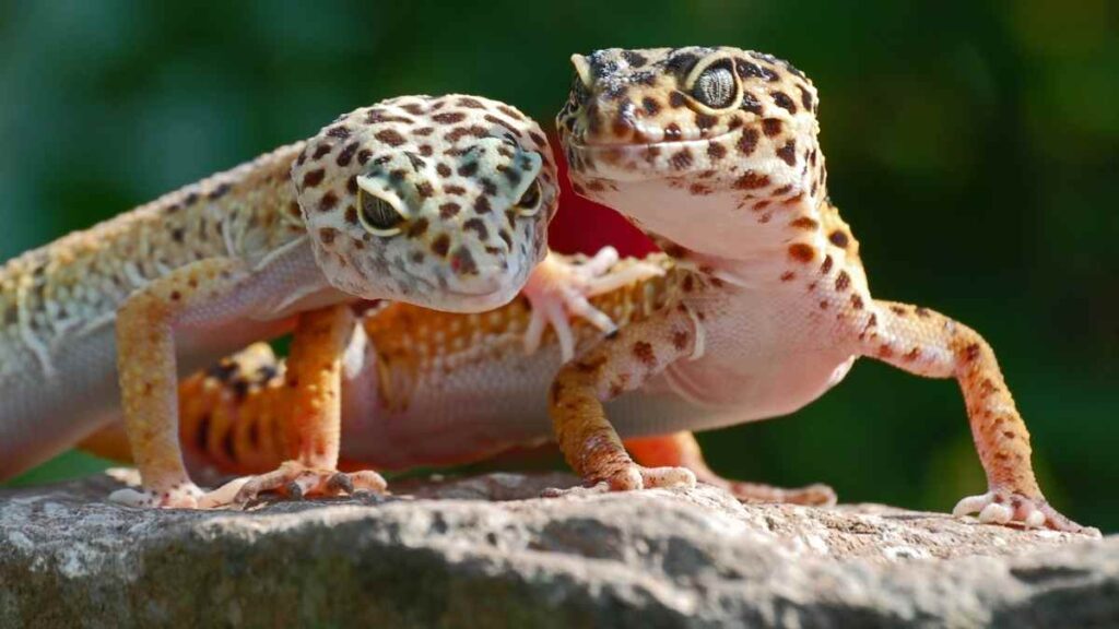 Leopard Geckos in the wild