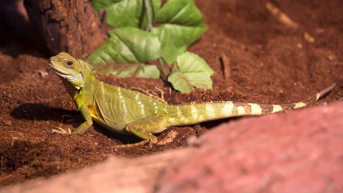 best reptiles for small tanks