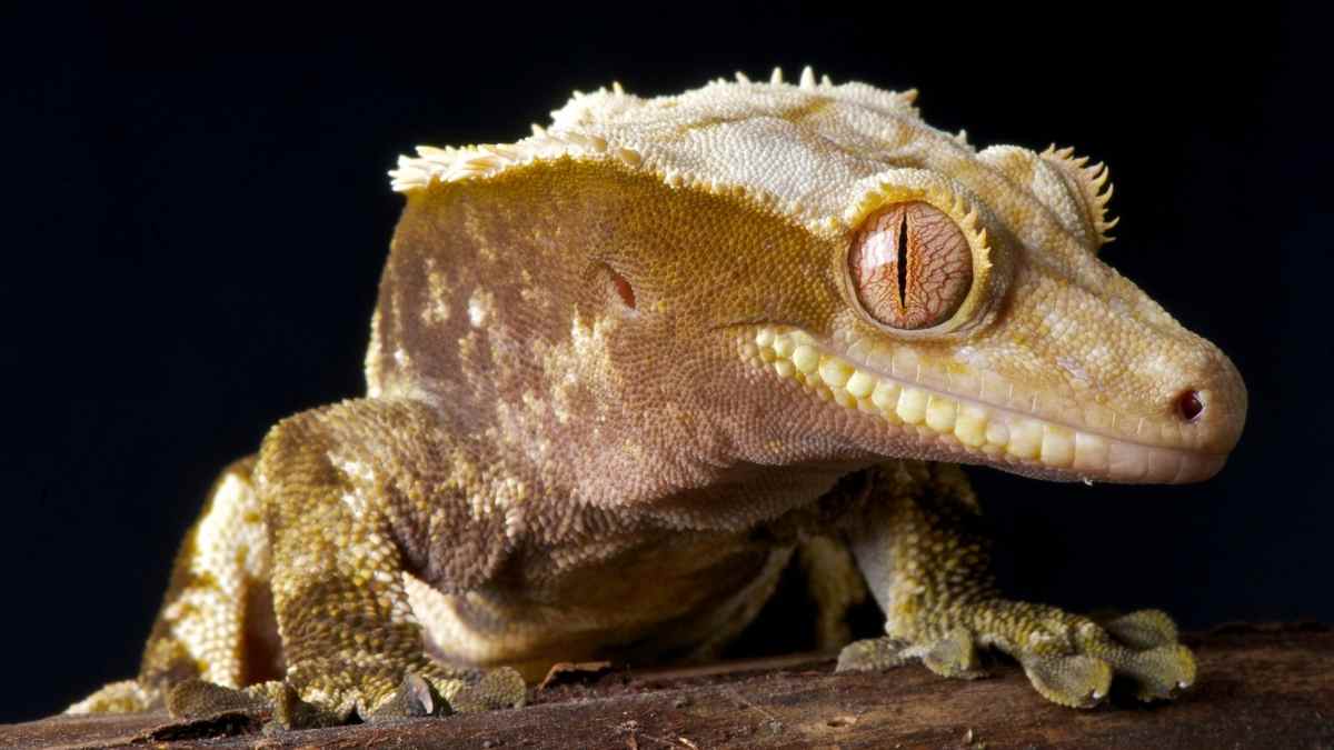 crested gecko looking at the camera