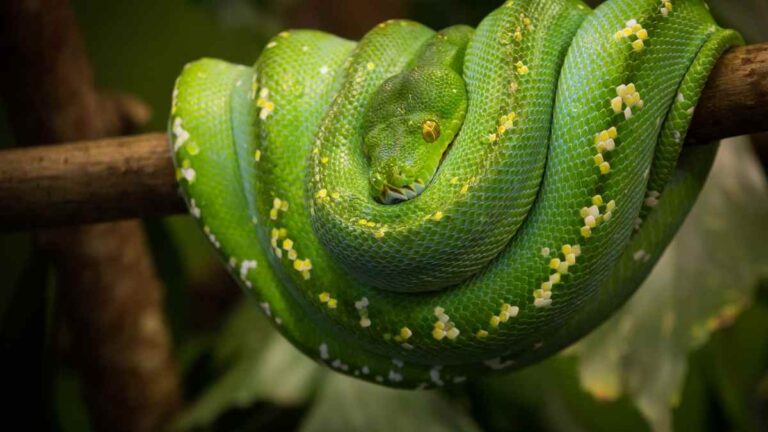 green-tree-python-reptile-focus