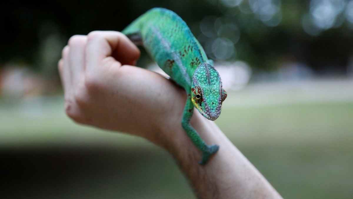 best reptiles for experienced keepers