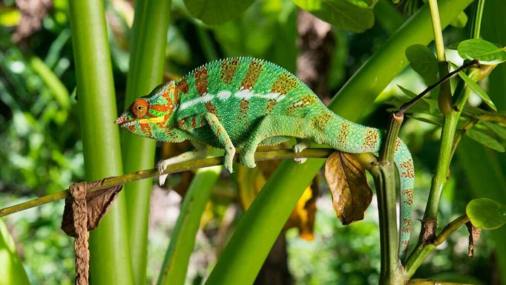 chameleon on branch