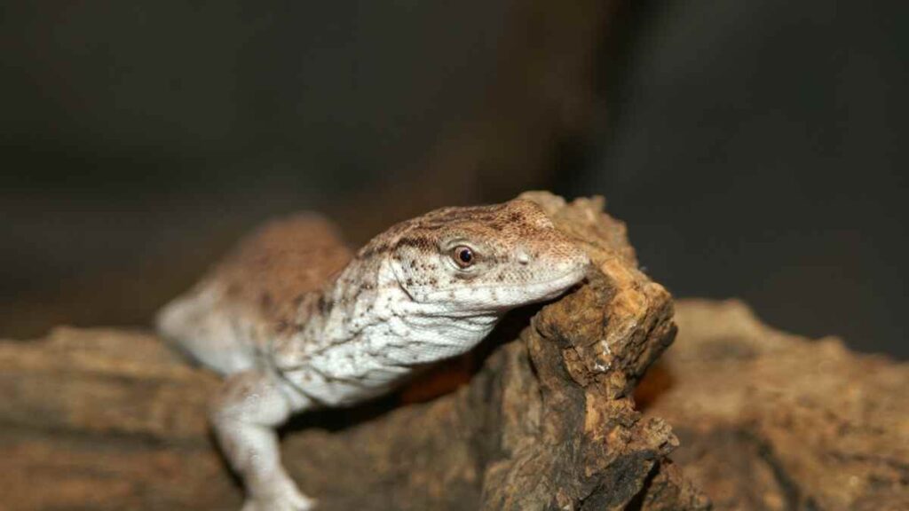 Pygmy Mulga Monitor Lizard