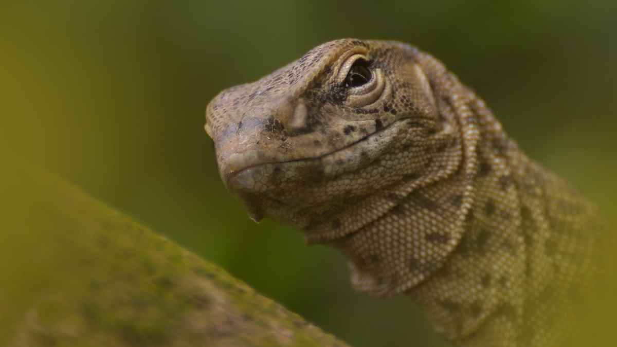 best monitor lizard for pets