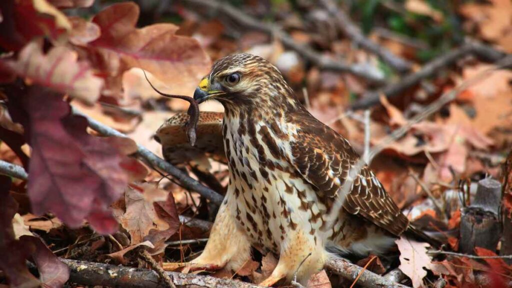 hawk eating a lizard