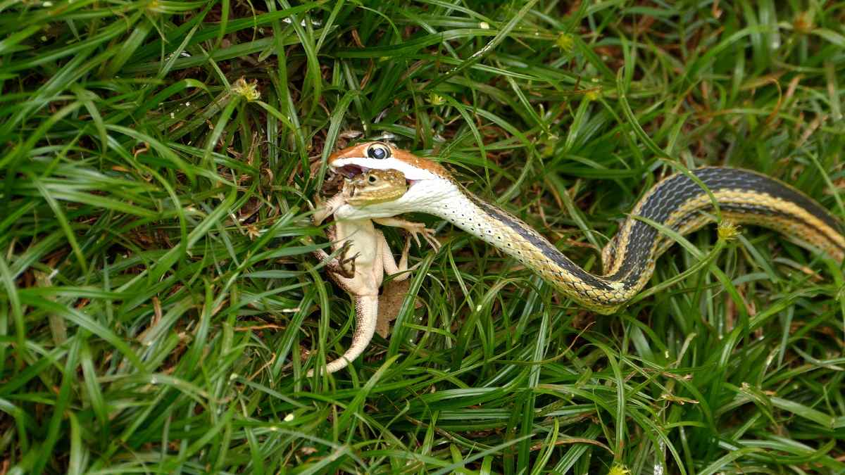 what animal eats lizards