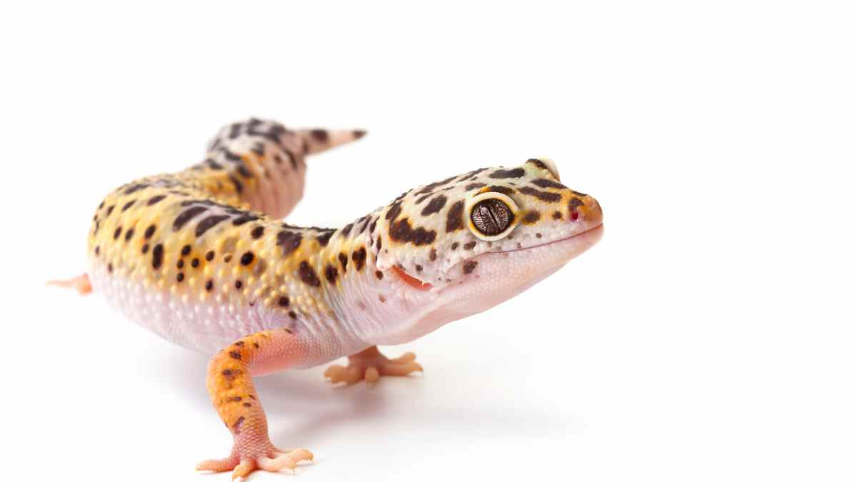 Lizards With Big Eyes: The Beautiful Reptiles of the World - Reptile Focus