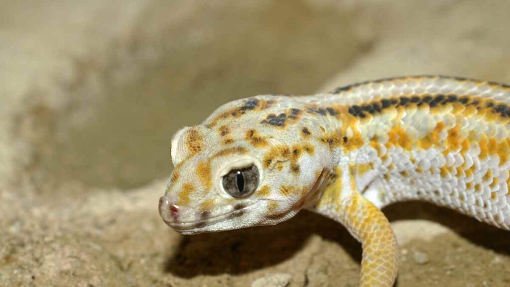 Frog-eyed gecko