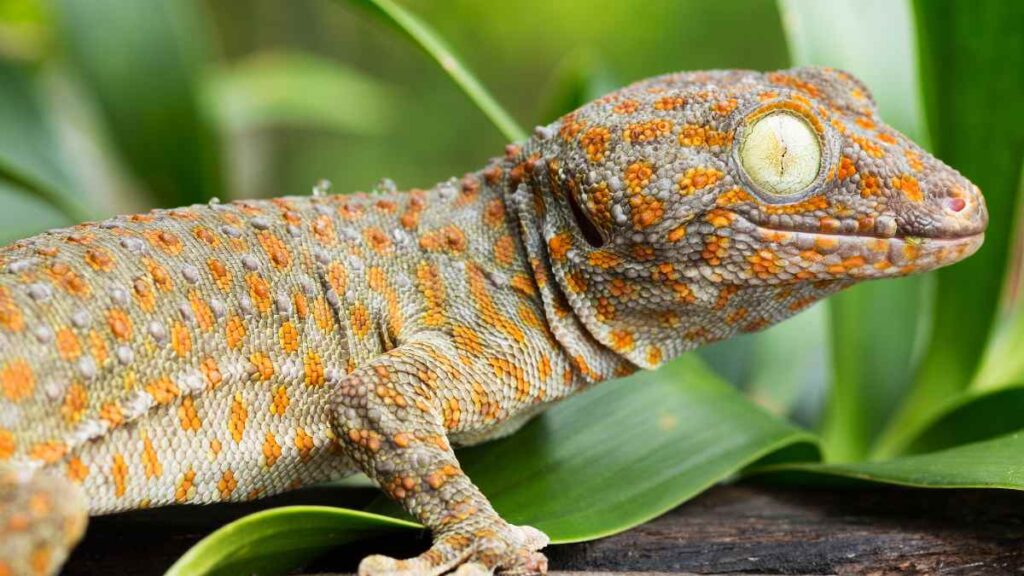 Tokay gecko (1)
