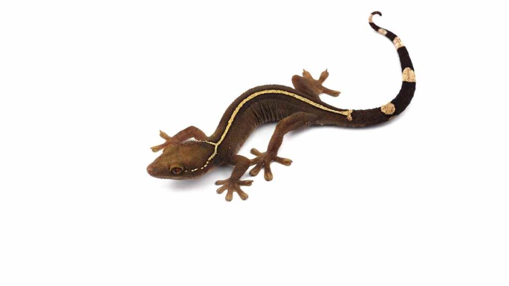 White-lined gecko