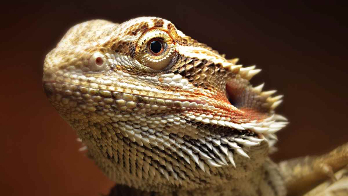 bearded dragon looking at the camera