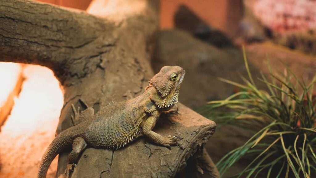 bearded dragon on a branch