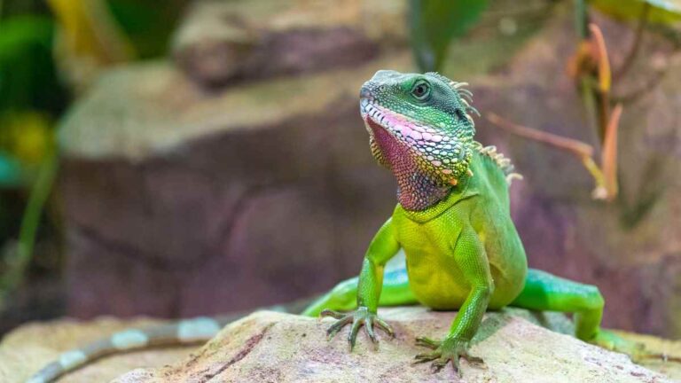 chinese-water-dragon-names-discover-unique-names-for-your-pet