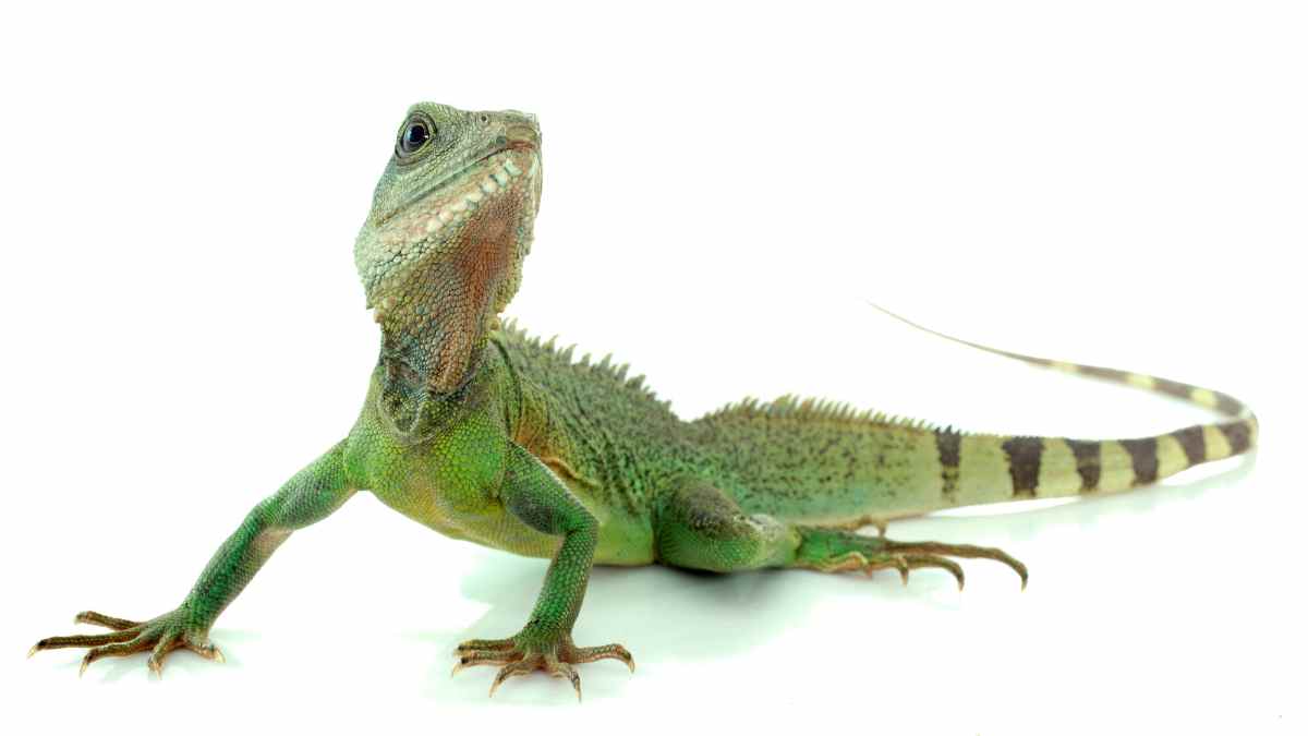 Chinese Water Dragon Names – Discover Unique Names for Your Pet ...