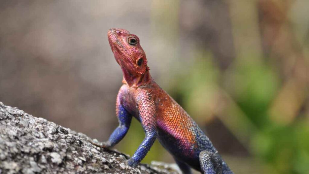 color changing lizard