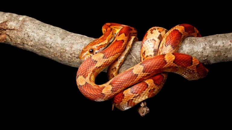 Corn Snake Names: A Guide To Naming Your Pet - Reptile Focus