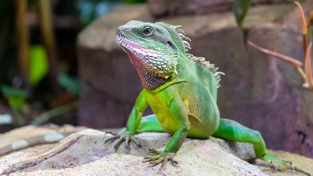 green chinese water dragon (1)