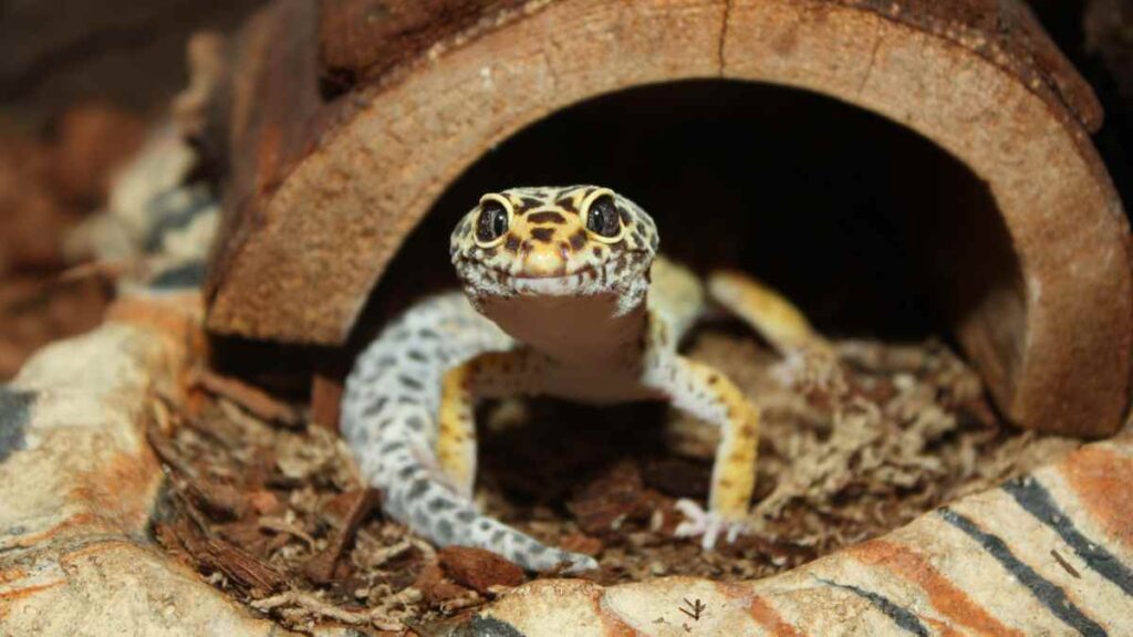 leopard gecko looking at the camera