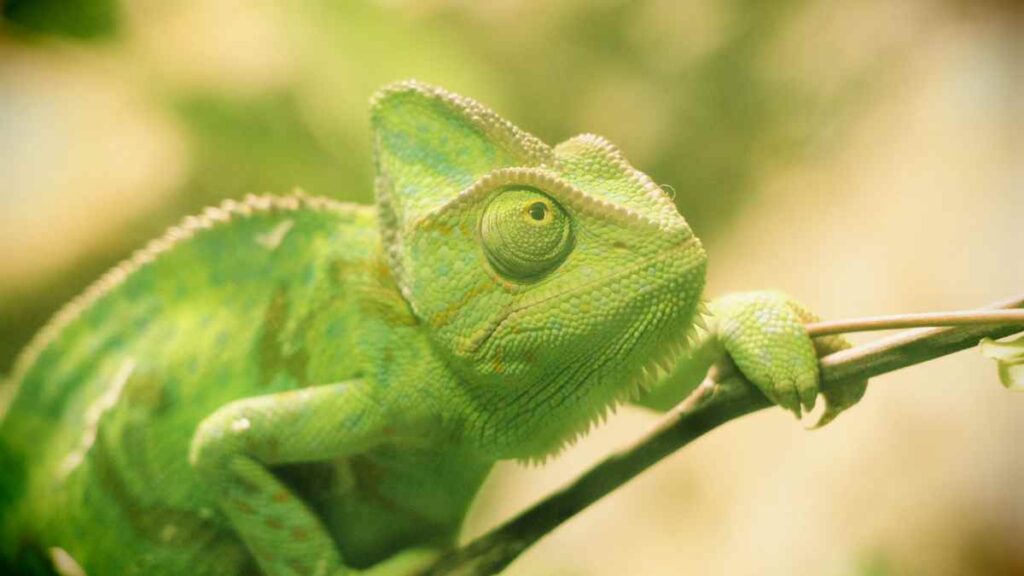 lizard change color to green to match background