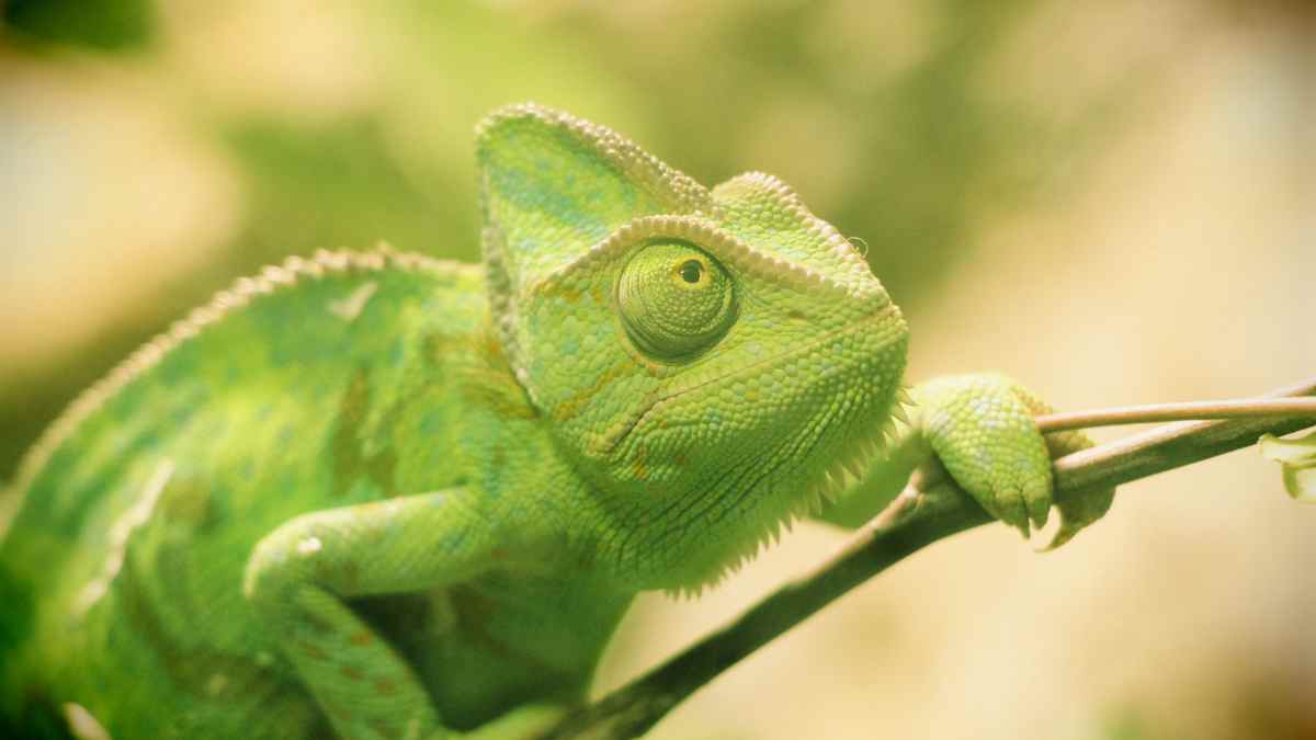 Exploring The Fascinating World Of Lizards That Change Colors - Reptile ...