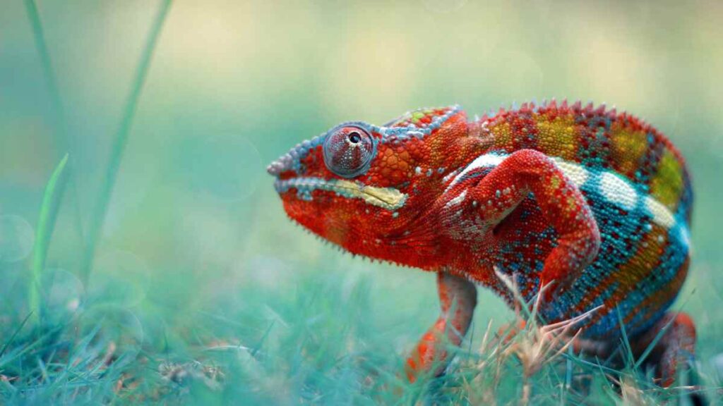 lizard change color to warn predators