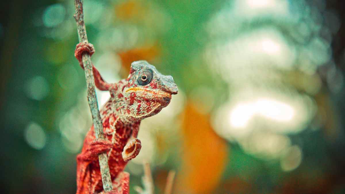 Exploring The Fascinating World Of Lizards That Change Colors - Reptile ...