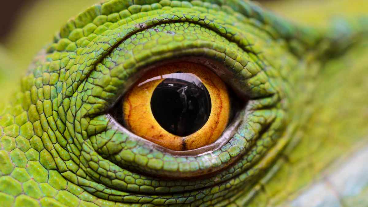 How Lizards Sense Their Surroundings Reptile Focus