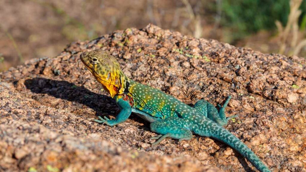 multi colored lizards