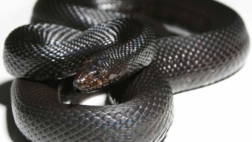 Mexican Black King snake