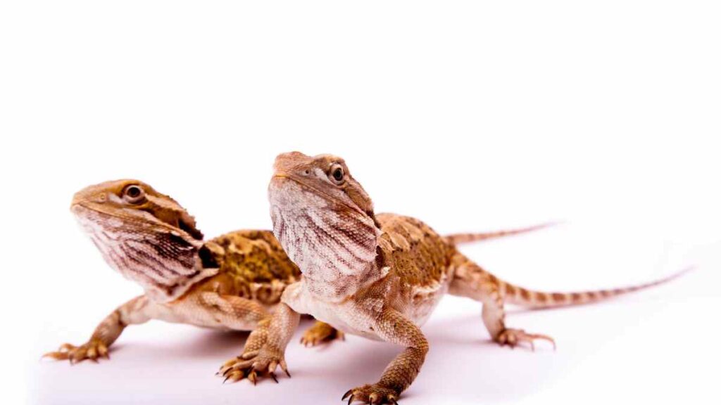 Bearded Dragon Breeds: An Overview of Different Types - Reptile Focus