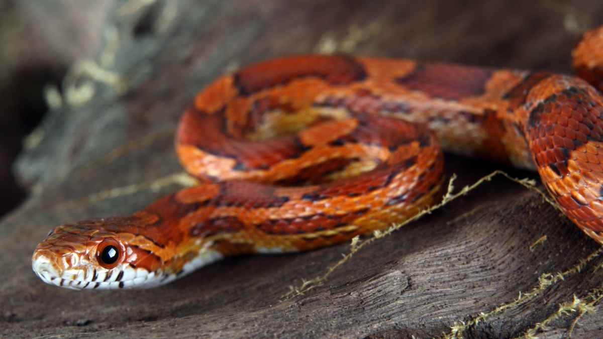 best snakes for first time owners