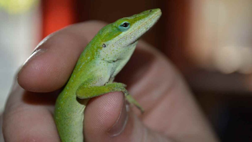green anole (1)