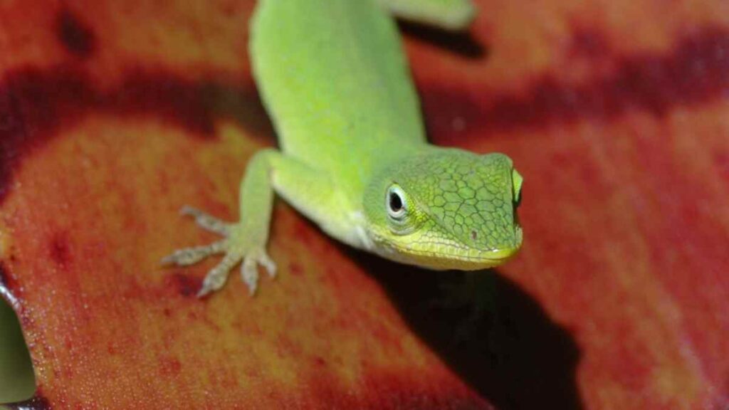 green anole (2)