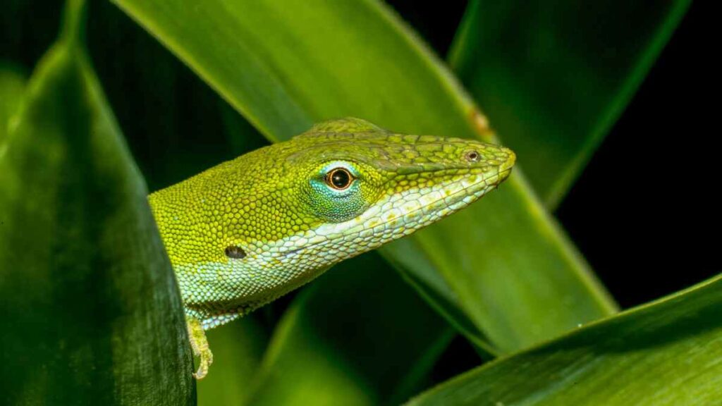 green anole (3)