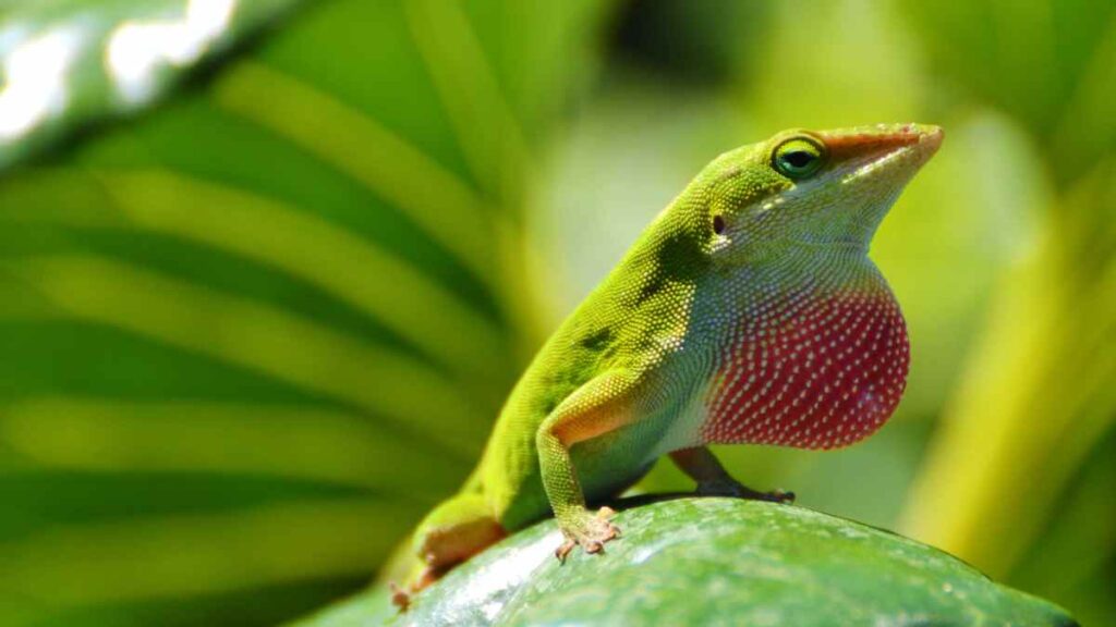 green anole names