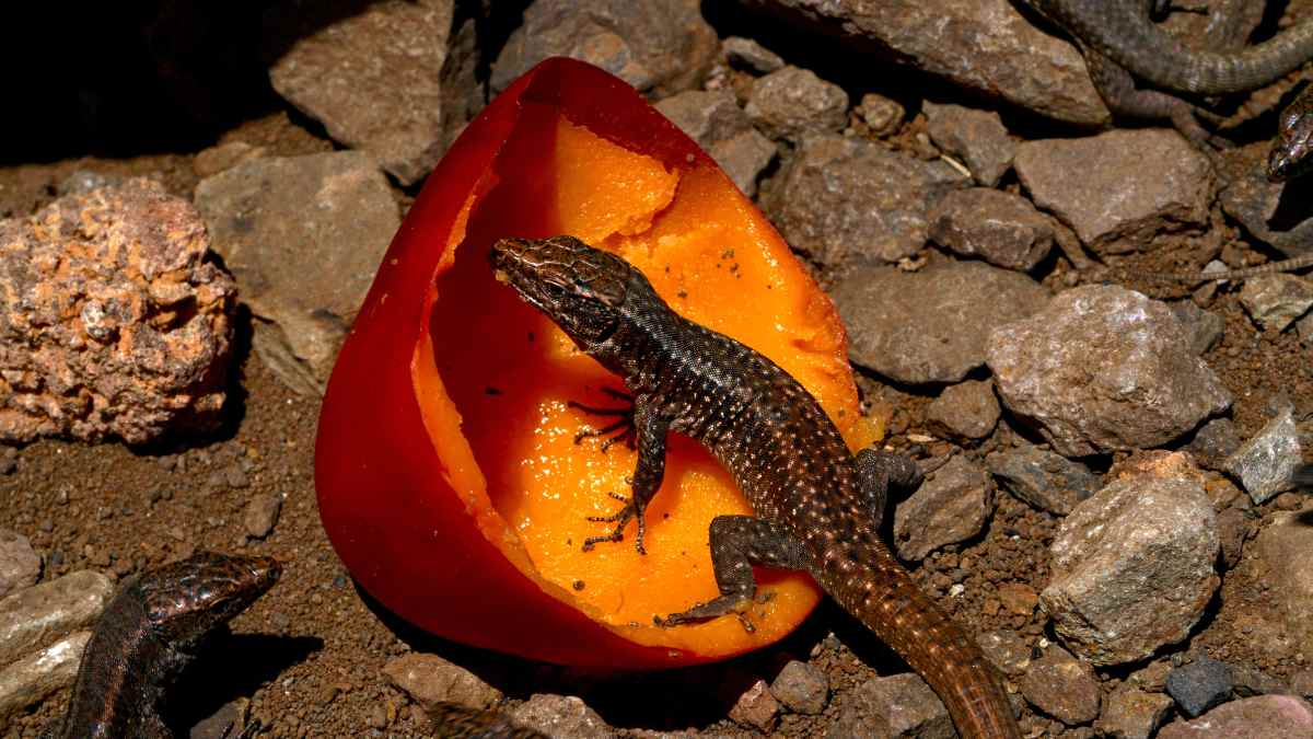 lizard eating fruit