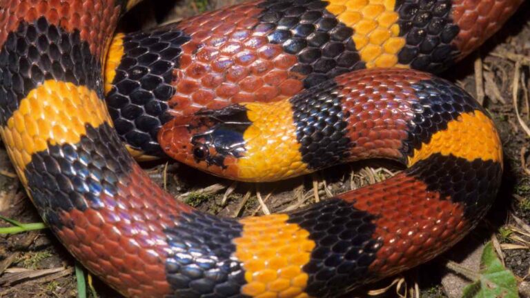 Milk Snake Names - Our Guide To Picking The Best! - Reptile Focus