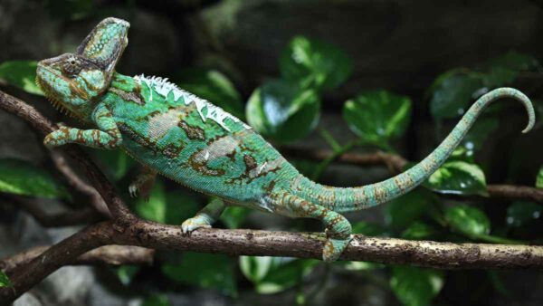 Veiled Chameleon Names - Our Guide to Picking the Best - Reptile Focus