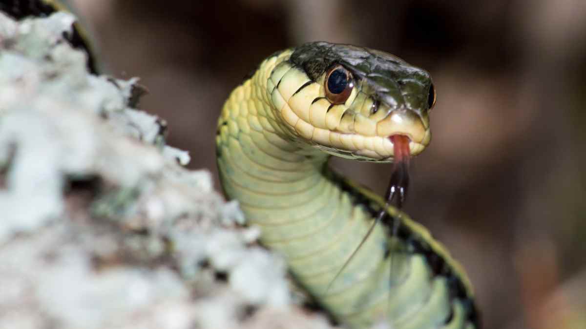 Garter Snake head
