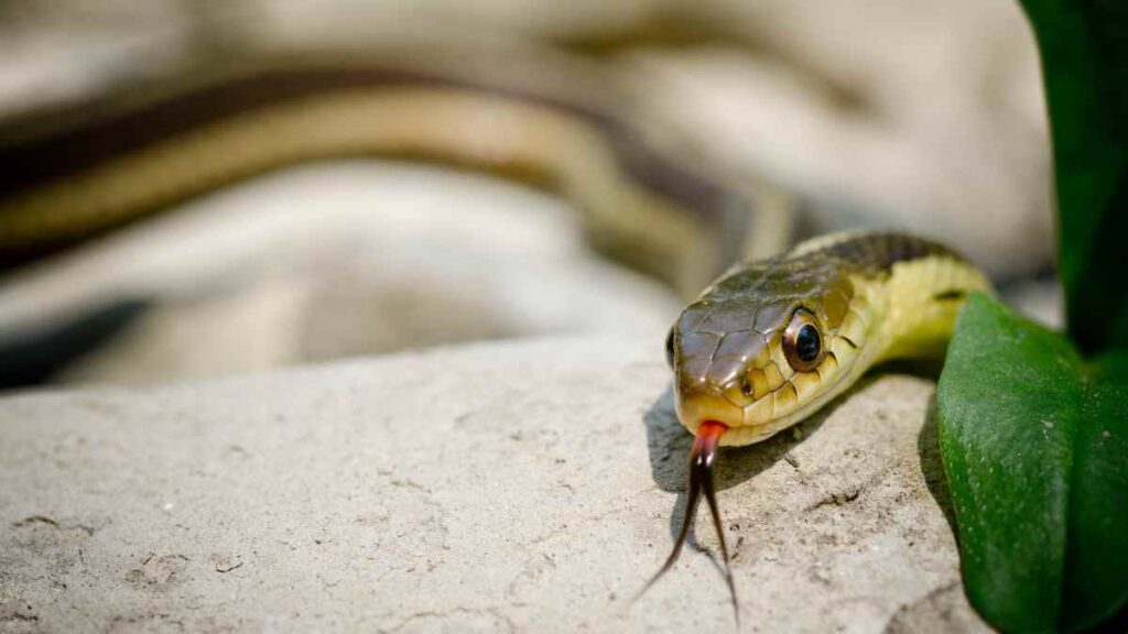 Garter Snake in wild (1)
