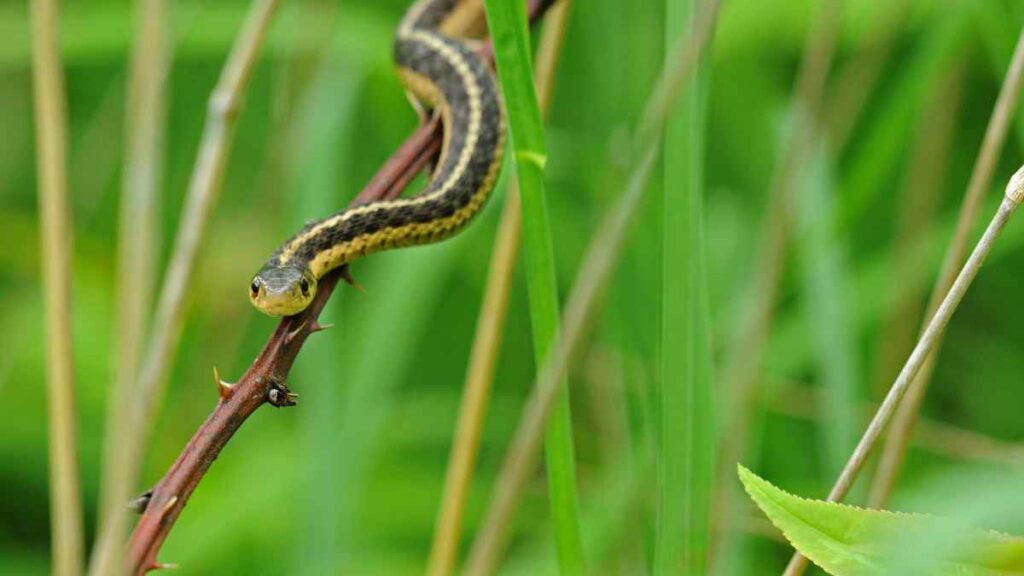 Garter Snake in wild