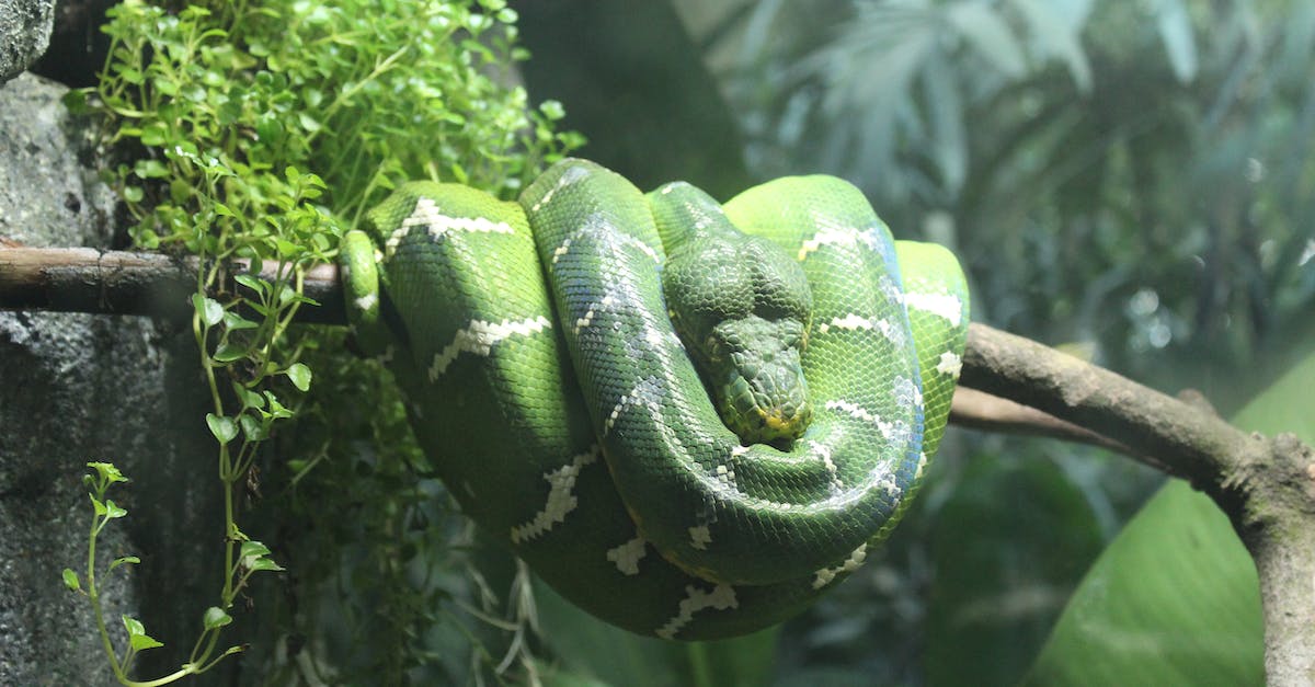 photo-of-snake