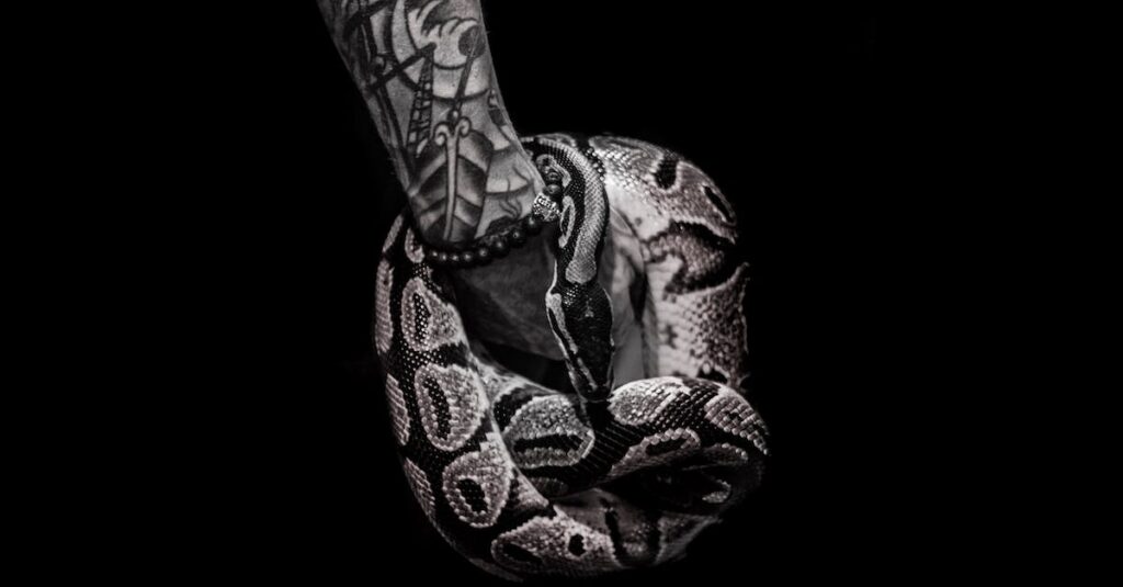 photo-of-person-holding-snake