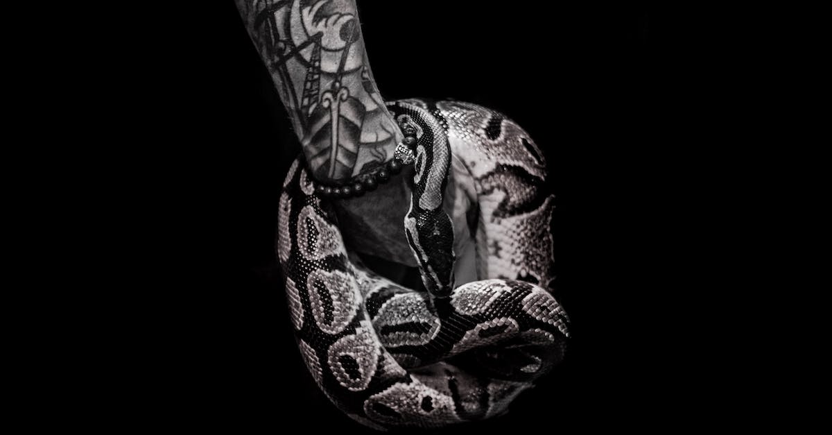 Defensive Behavior of Pythons: Understanding How These Snakes Protect ...