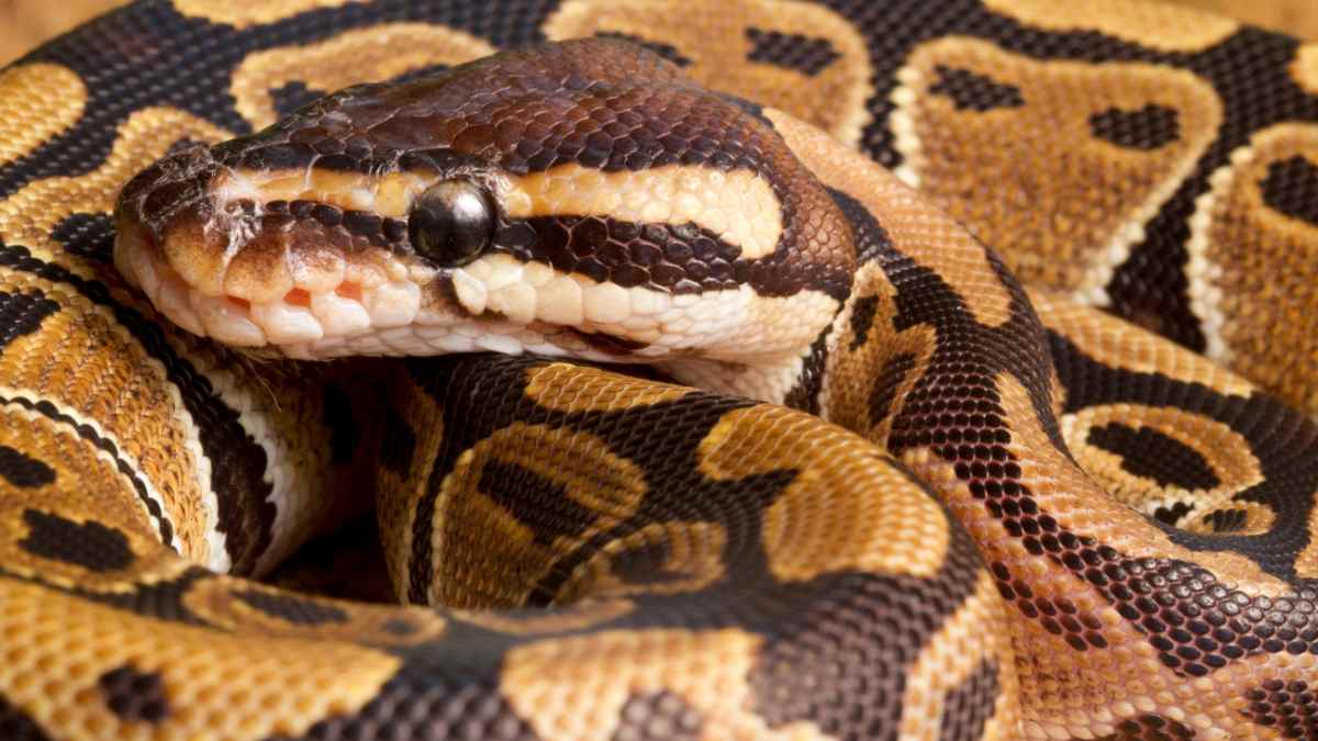 ball python curled